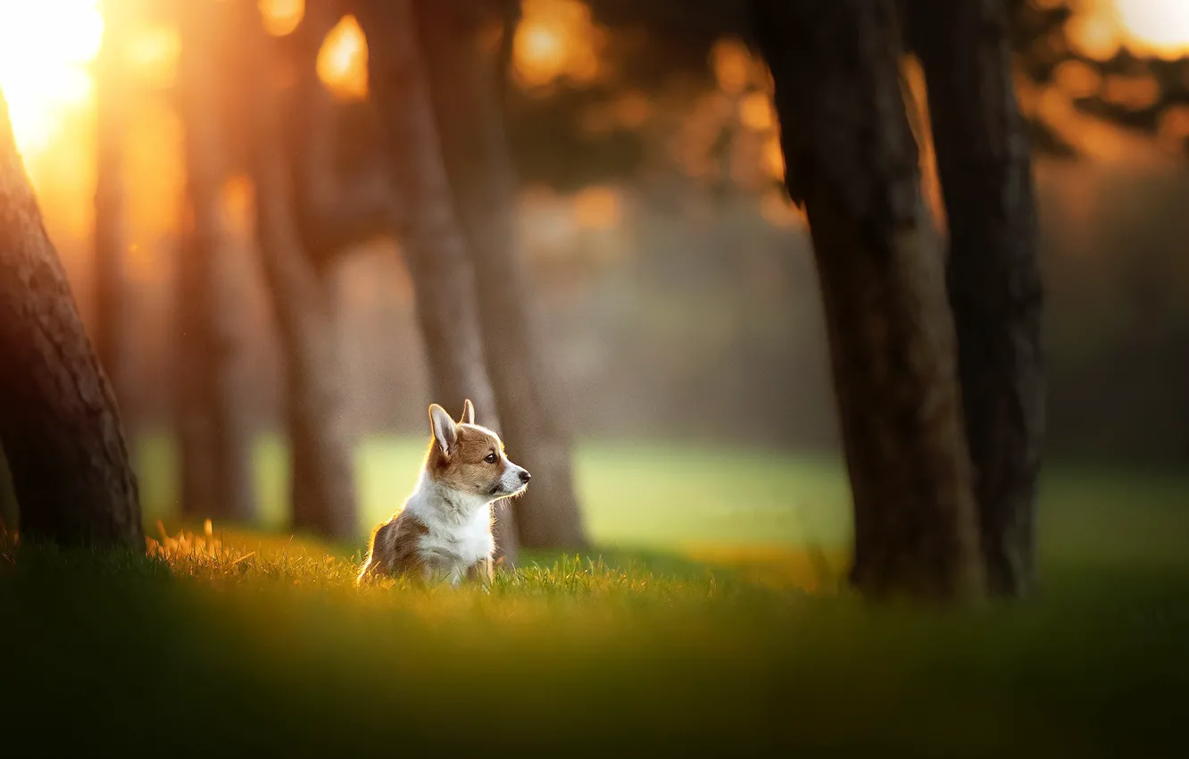 Photo wallpaper summer, nature, dog