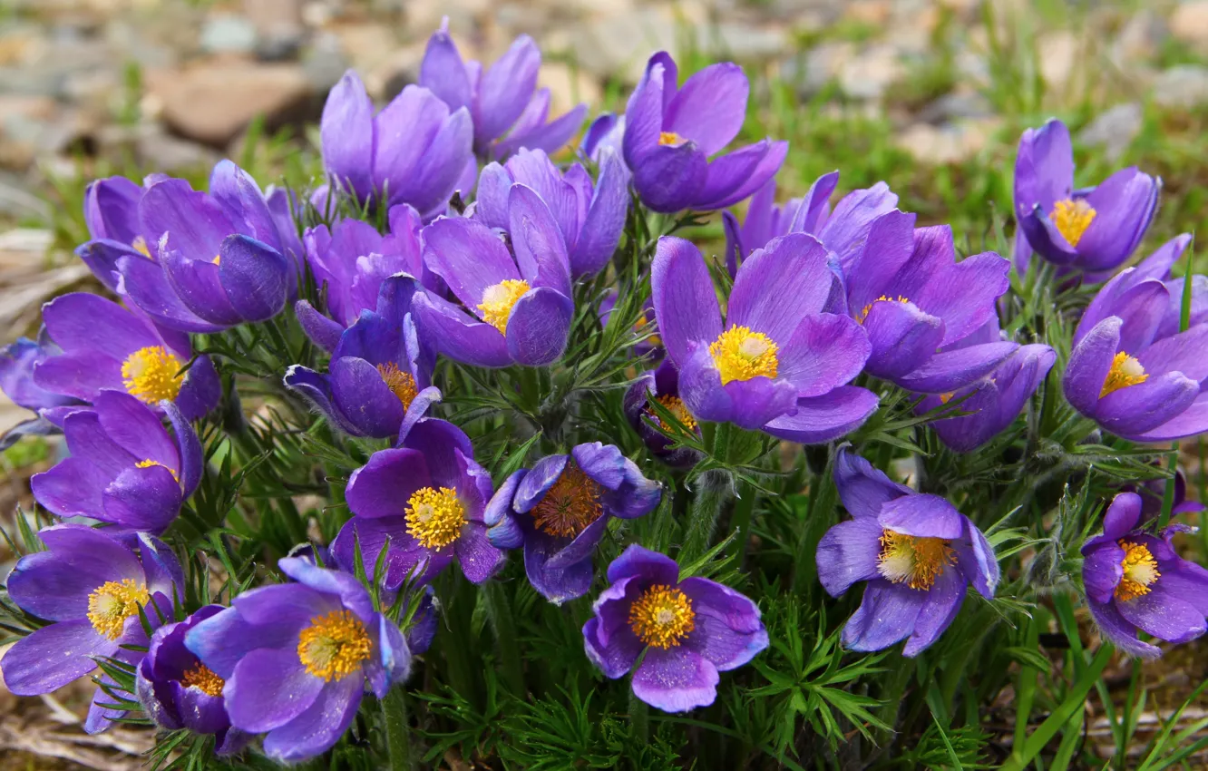Photo wallpaper purple, spring, anemones, sleep-grass, cross