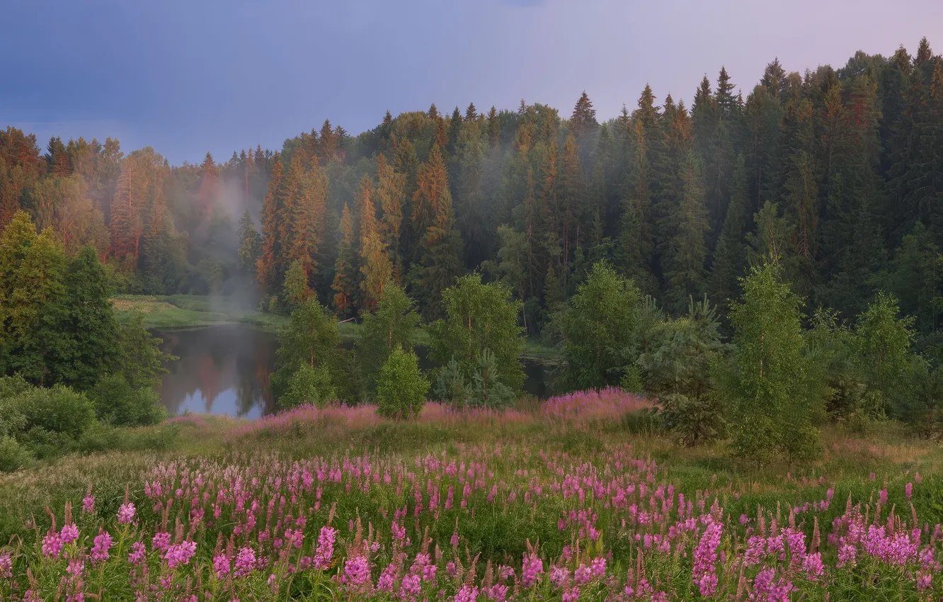 Photo wallpaper green, summer, forest, lake, fog, Ivan-tea, fireweed