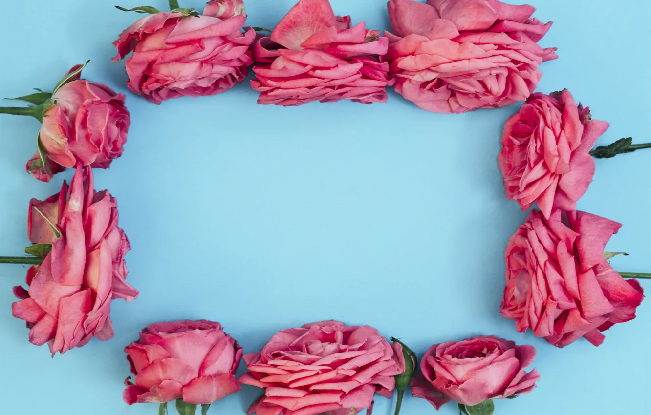 Photo wallpaper flowers, roses, pink, pink, flowers, beautiful, blue background, roses