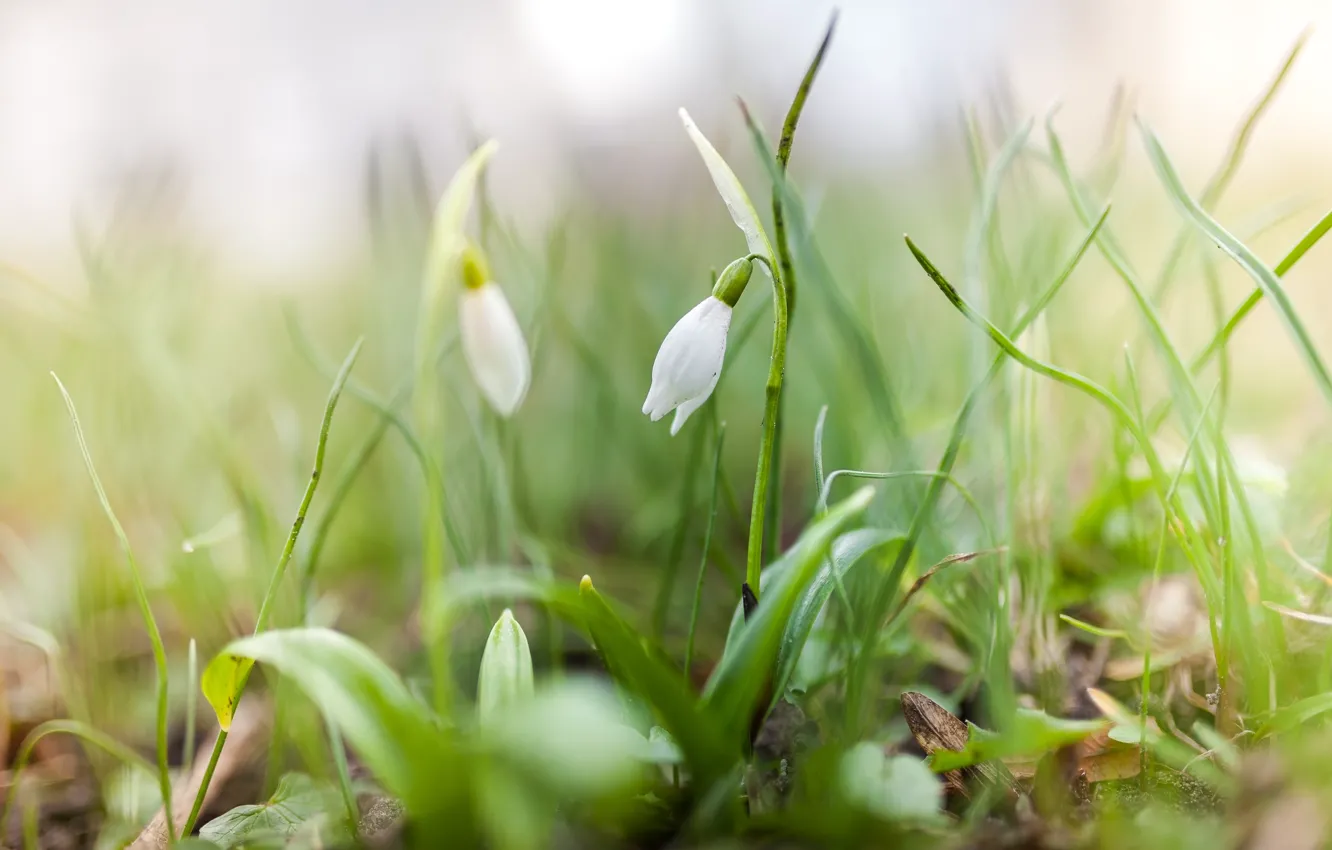 Photo wallpaper leaves, flowers, glade, blur, spring, snowdrops, white, bokeh