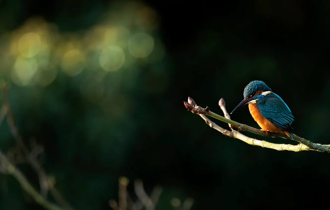 Photo wallpaper light, the dark background, bird, branch, bokeh, Kingfisher