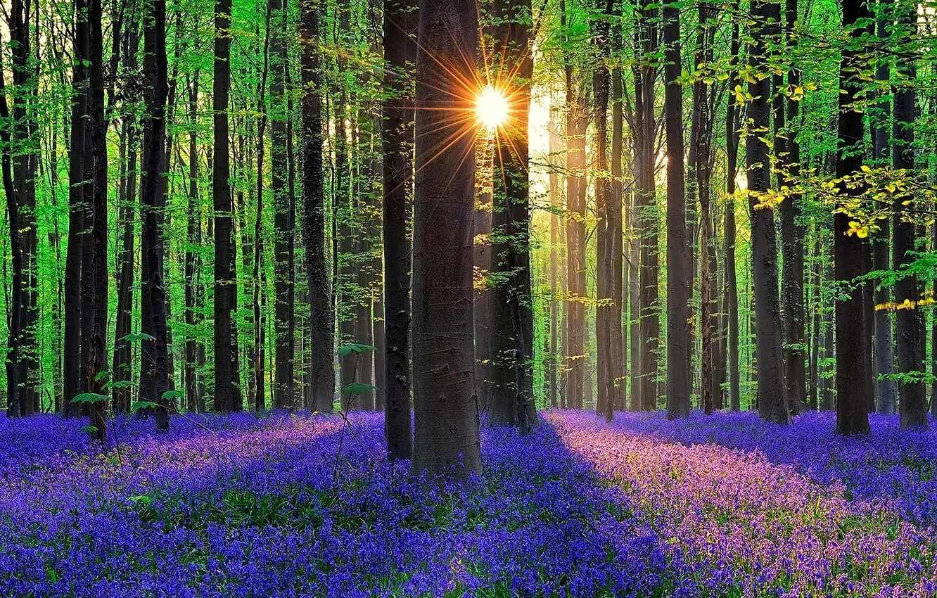 Photo wallpaper forest, grass, the sun, rays, trees, flowers