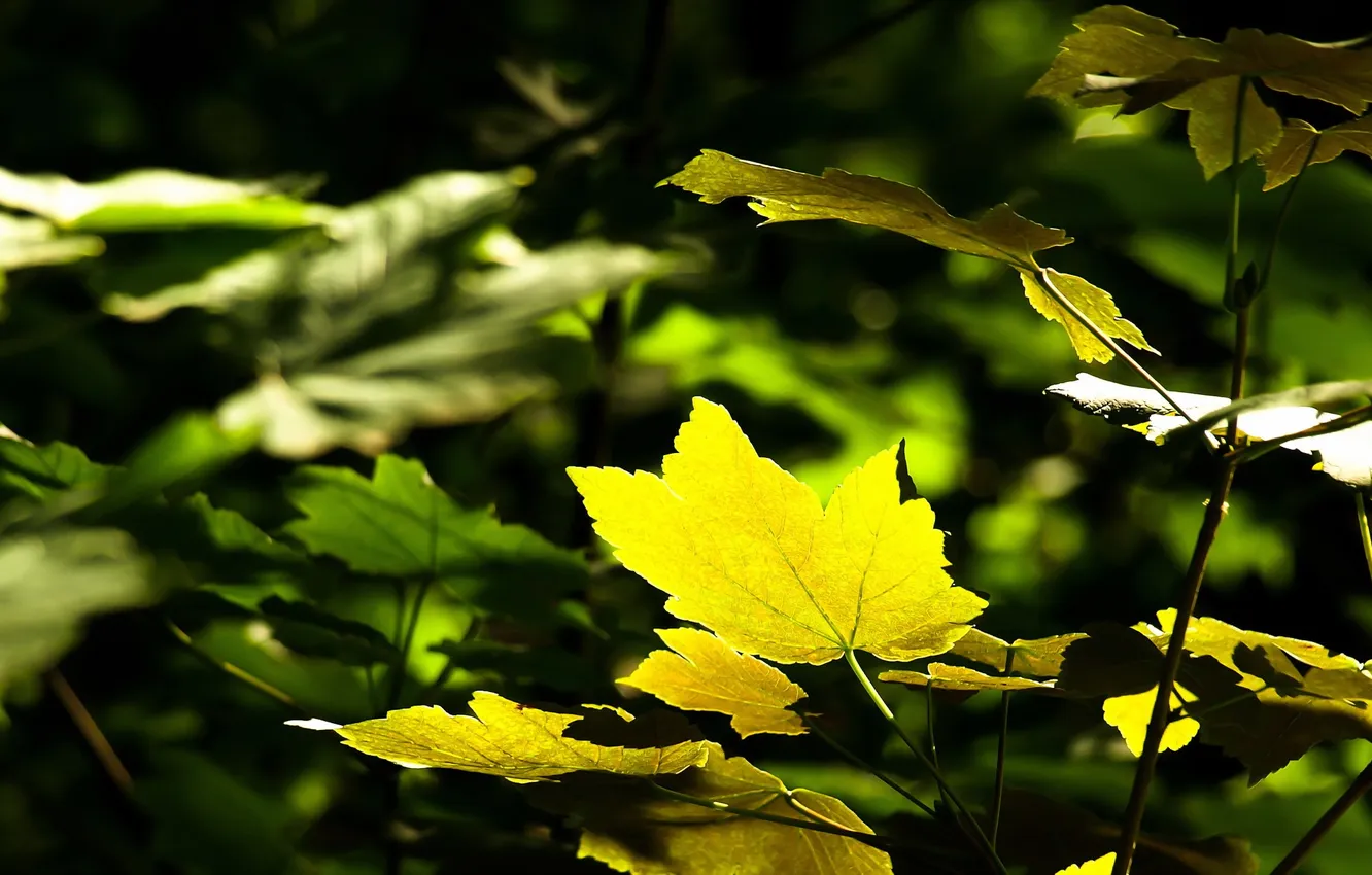 Photo wallpaper autumn, leaves, nature