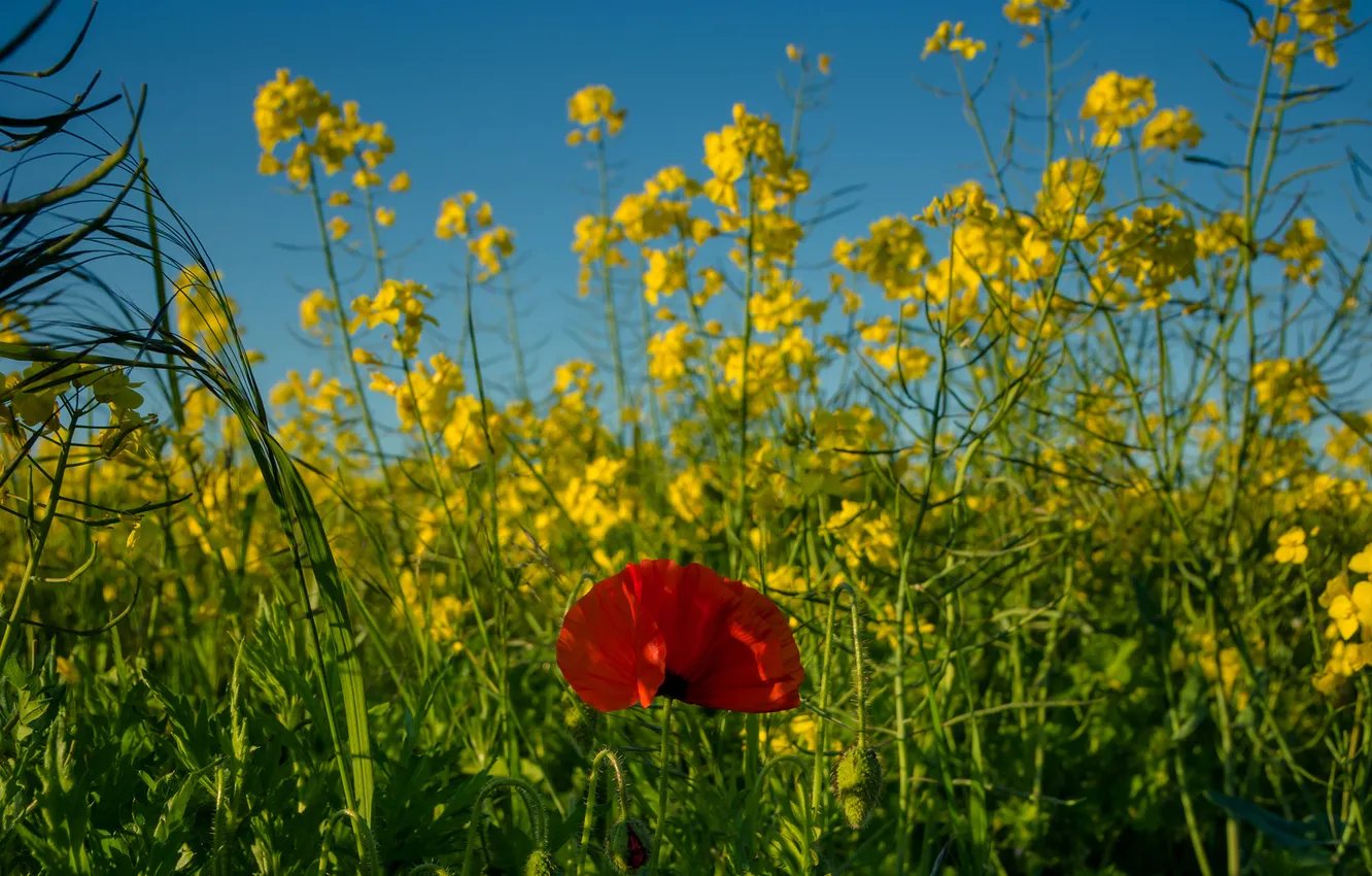 Photo wallpaper field, Mac, meadow, rape