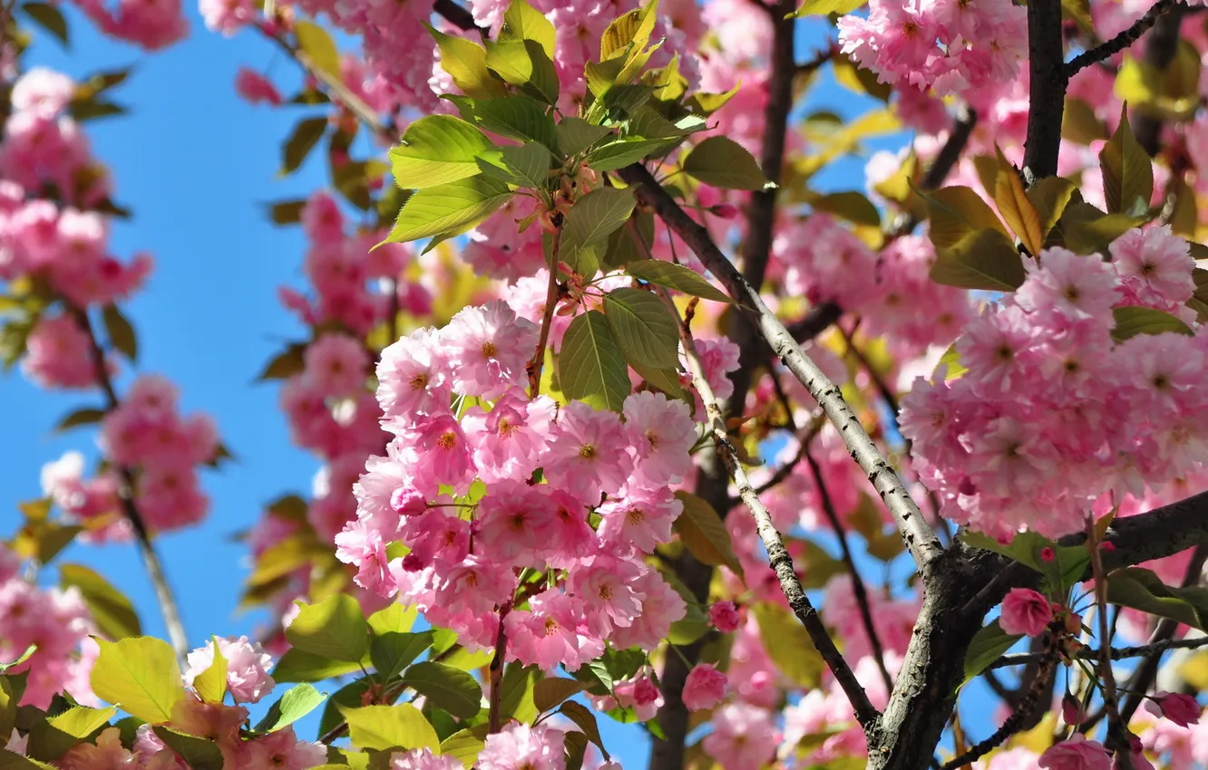 Photo wallpaper flowers, nature, Sakura