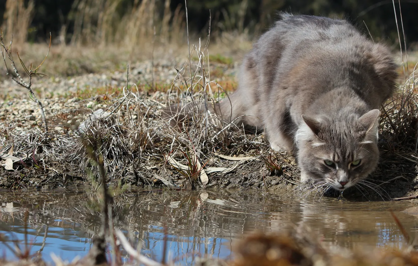 Photo wallpaper cat, water, grey, pond, drinking