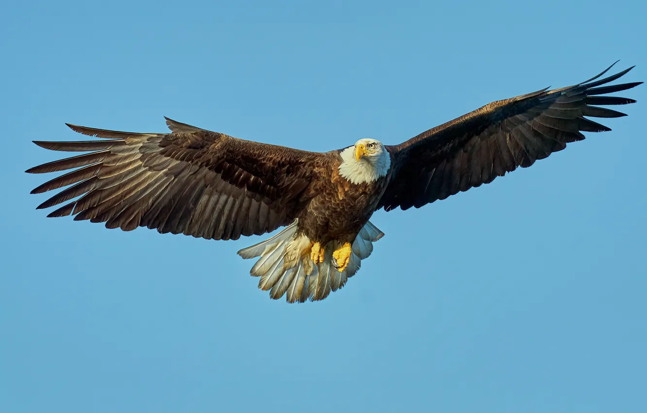 Photo wallpaper flight, blue, bird, blue background, blue sky, bald eagle, Flies, wingspan