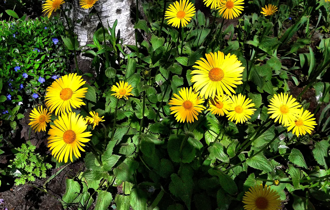 Photo wallpaper plant, May 2025, Doronikum vostochny