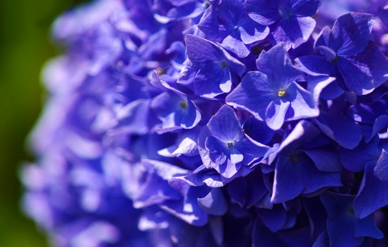 Photo wallpaper purple, macro, flowers, background, petals, hydrangea