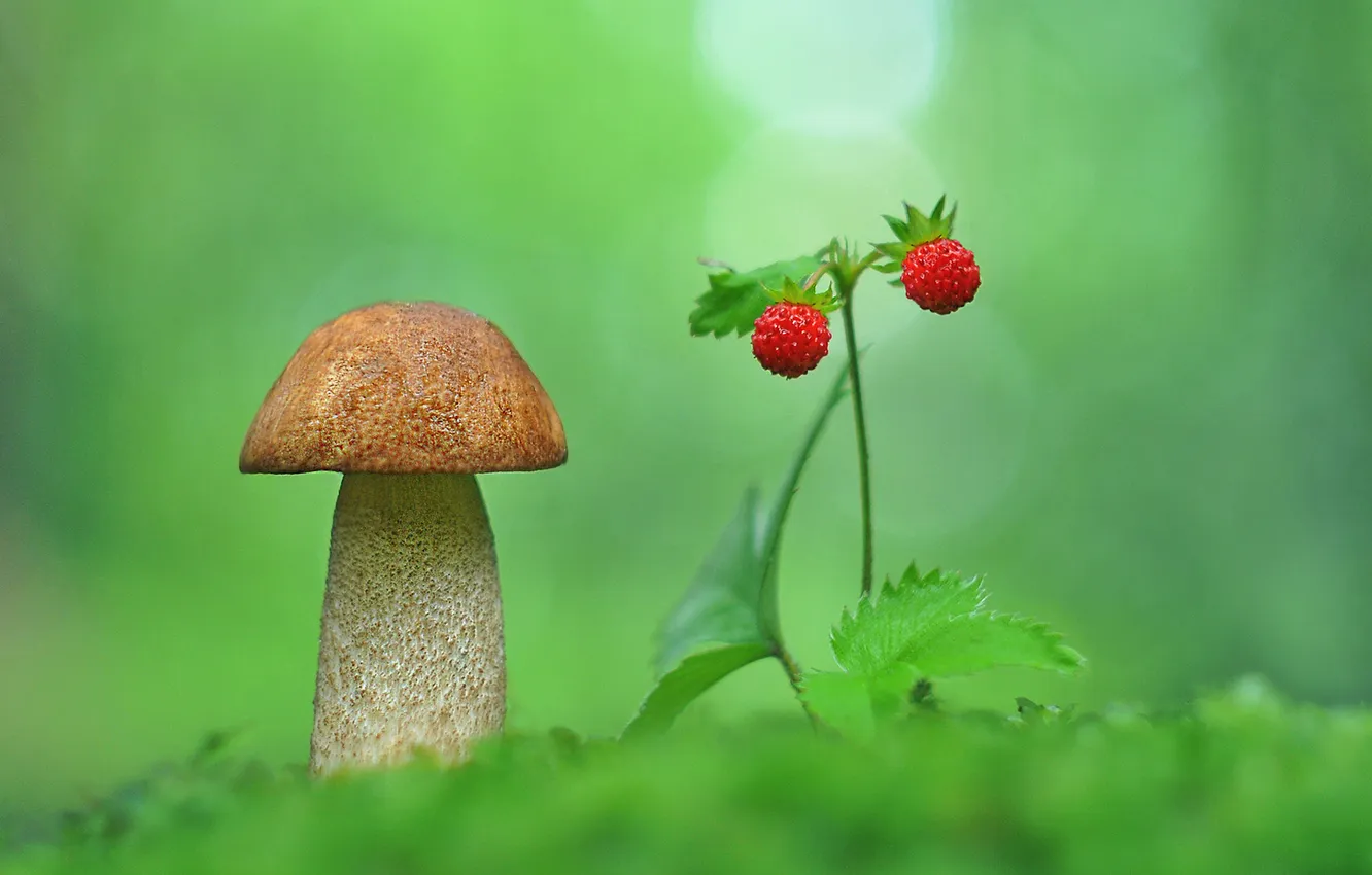 Photo wallpaper forest, berries, mushrooms, strawberries, podosinoviki