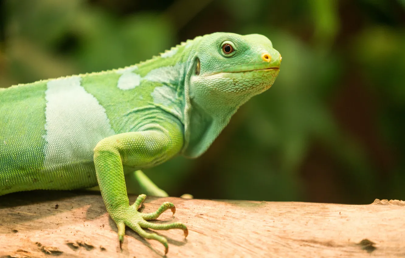 Photo wallpaper nature, lizard, trunk, green