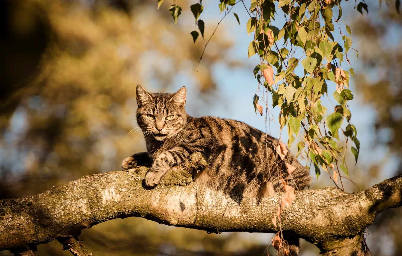 Photo wallpaper cat, cat, look, light, nature, pose, grey, background