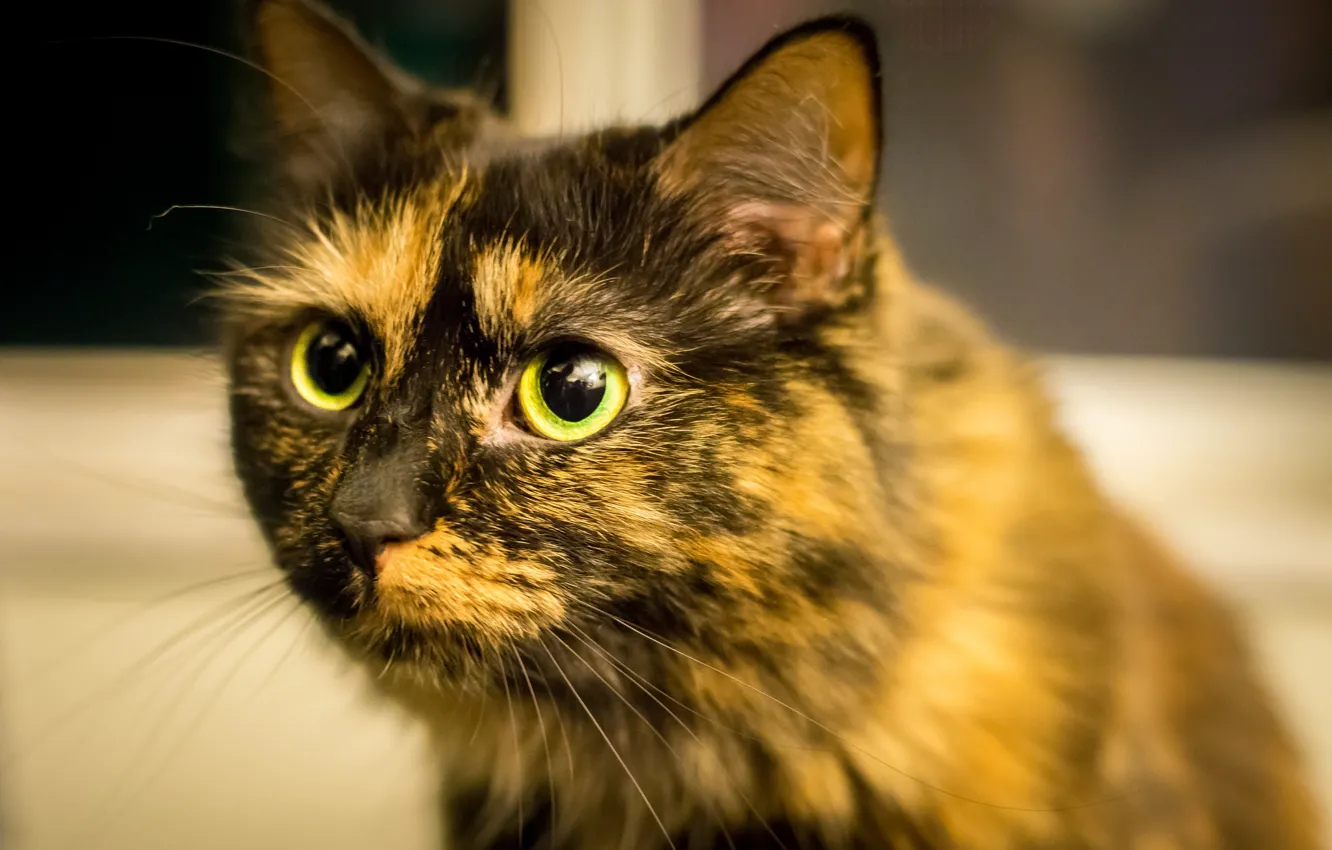 Photo wallpaper eyes, cat, look, paint