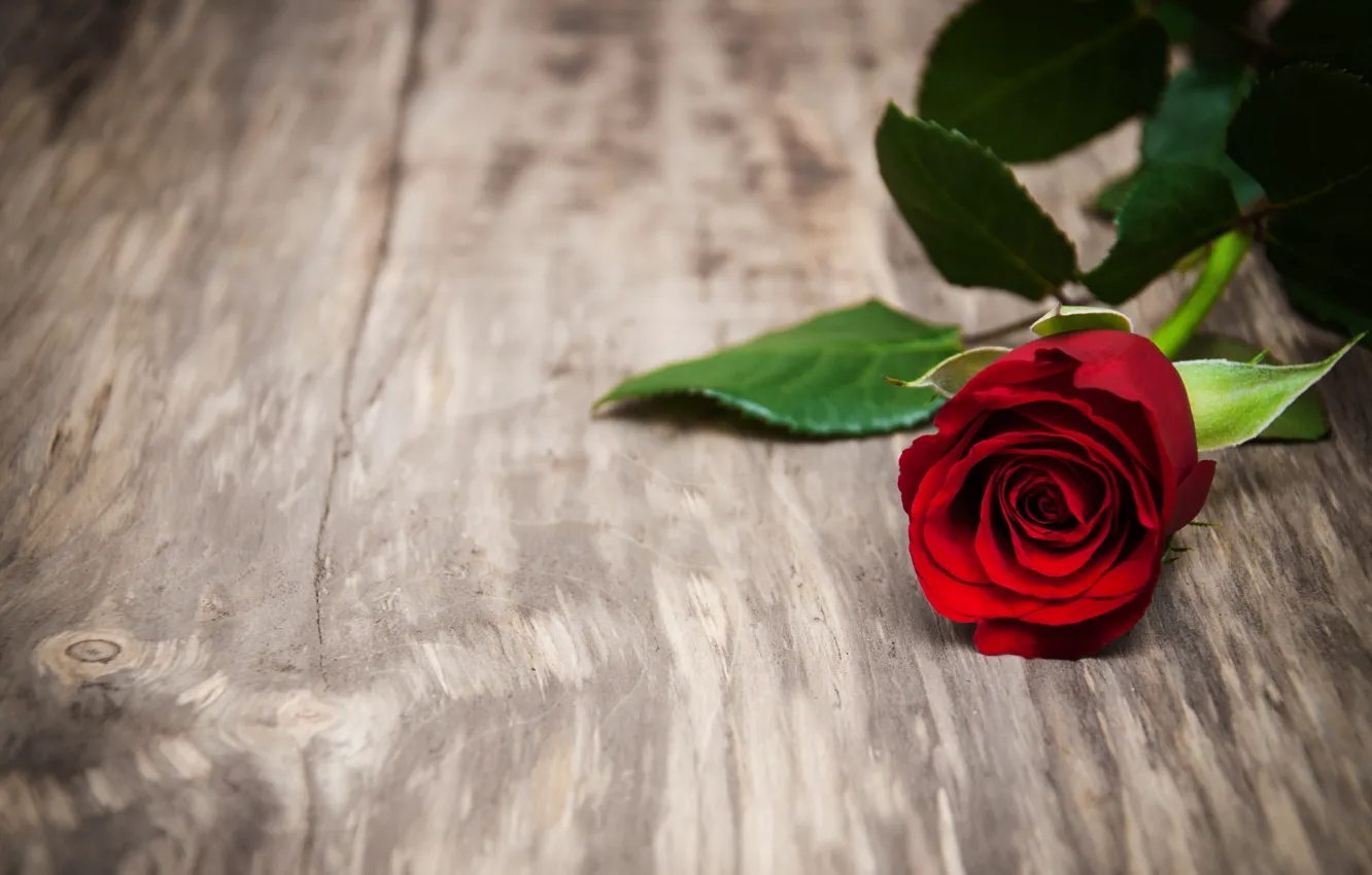 Photo wallpaper rose, red, rose, buds, wood, flowers, romantic, red roses