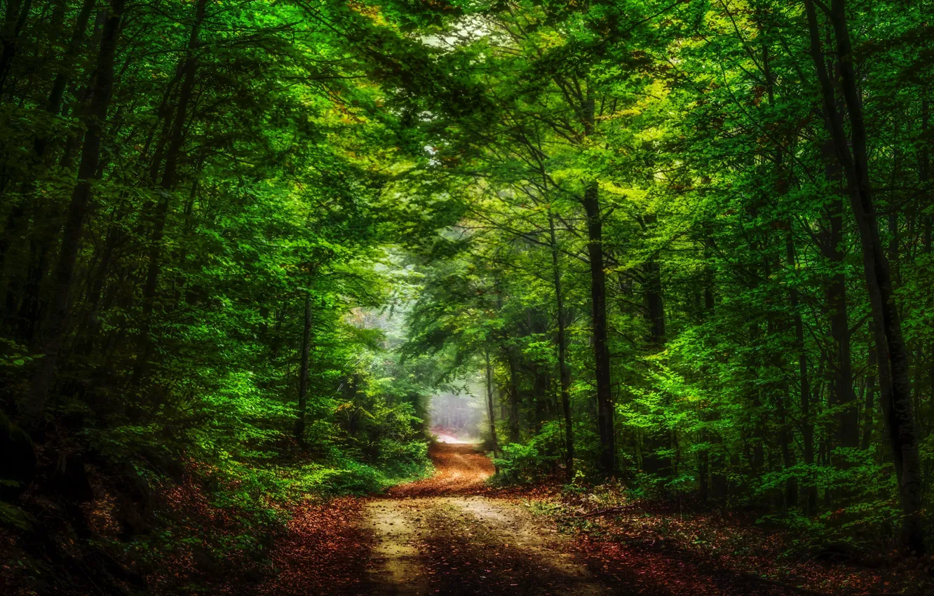 Photo wallpaper road, forest, nature