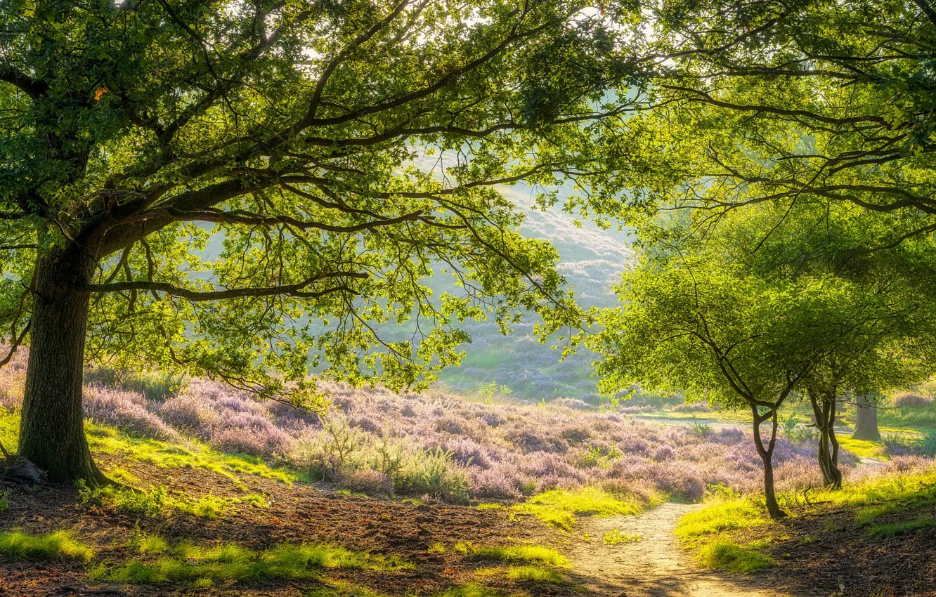 Photo wallpaper greens, field, forest, light, trees, nature, hills, branch