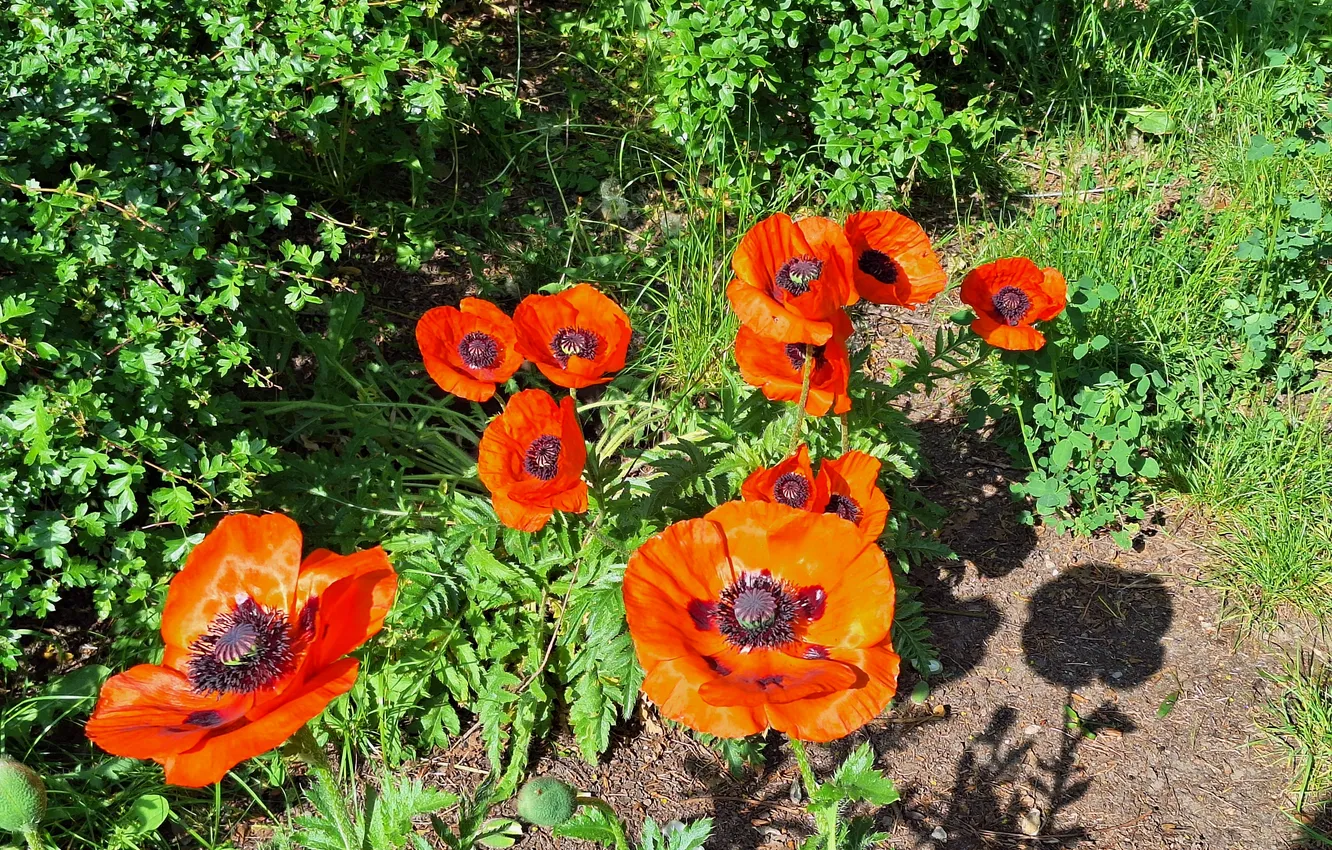 Photo wallpaper Maki, Spring, The sun