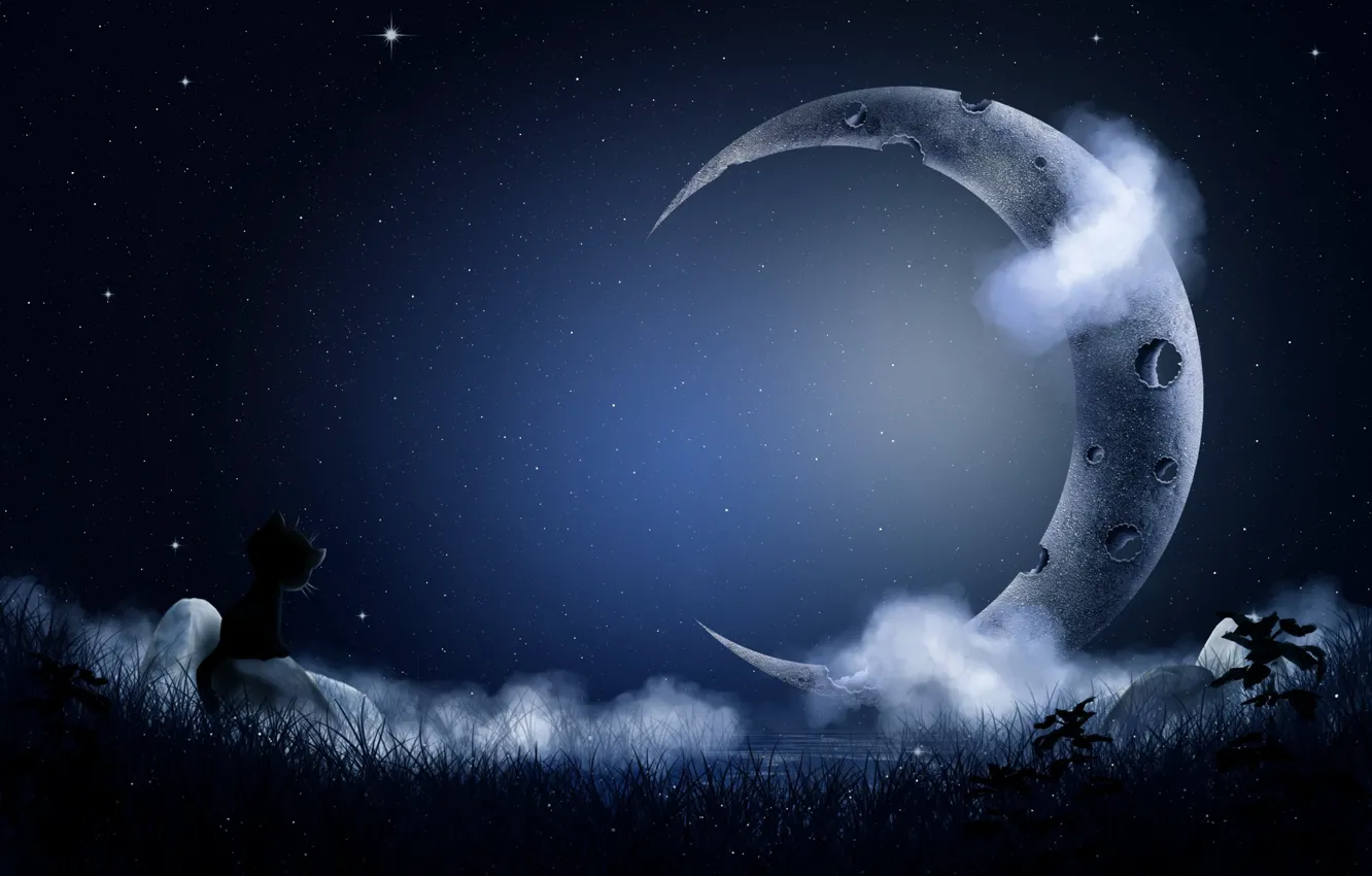 Photo wallpaper cat, stars, night, a month