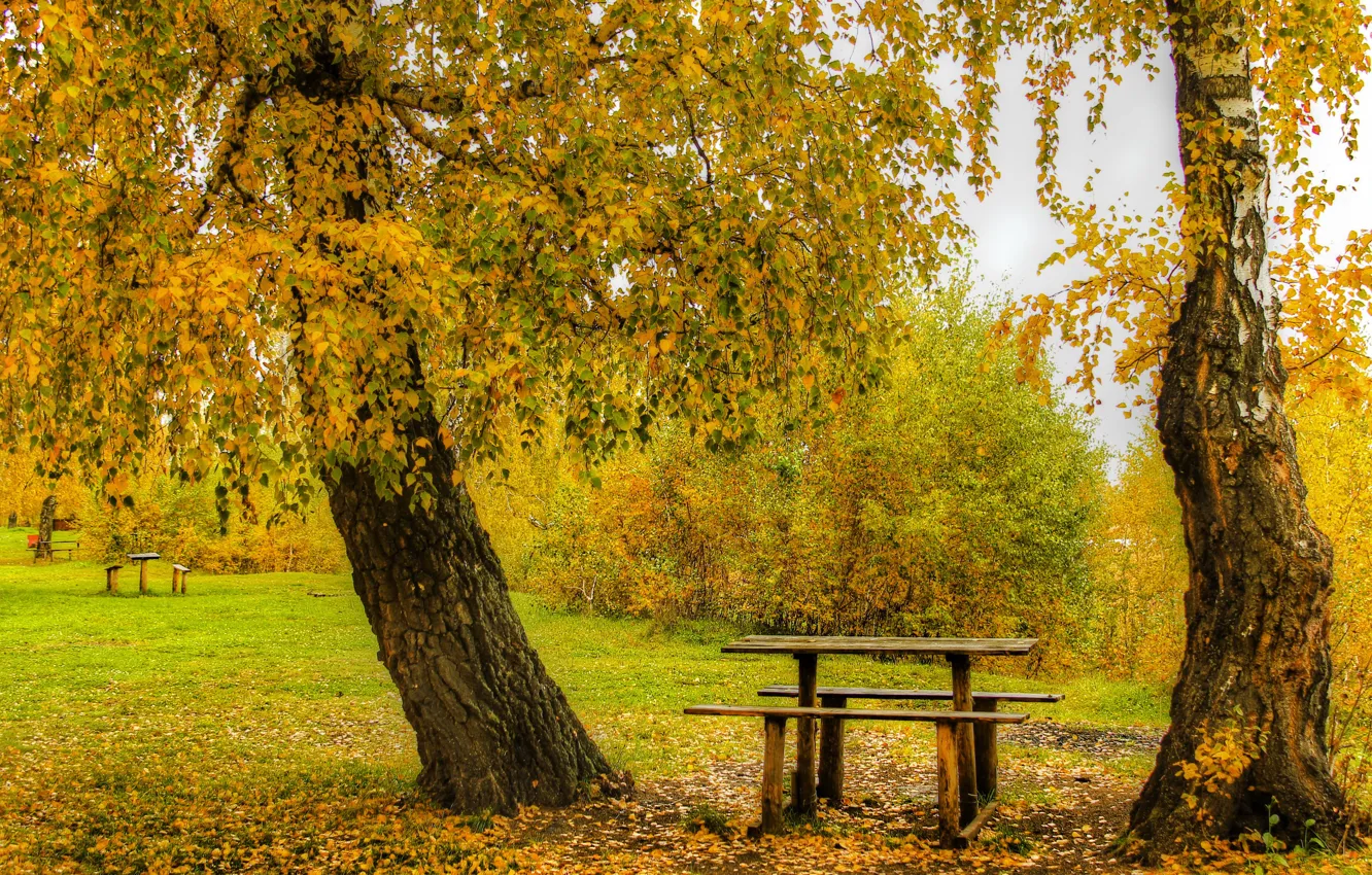 Photo wallpaper autumn, leaves, trees, Park, yellow, benches, the bushes, table