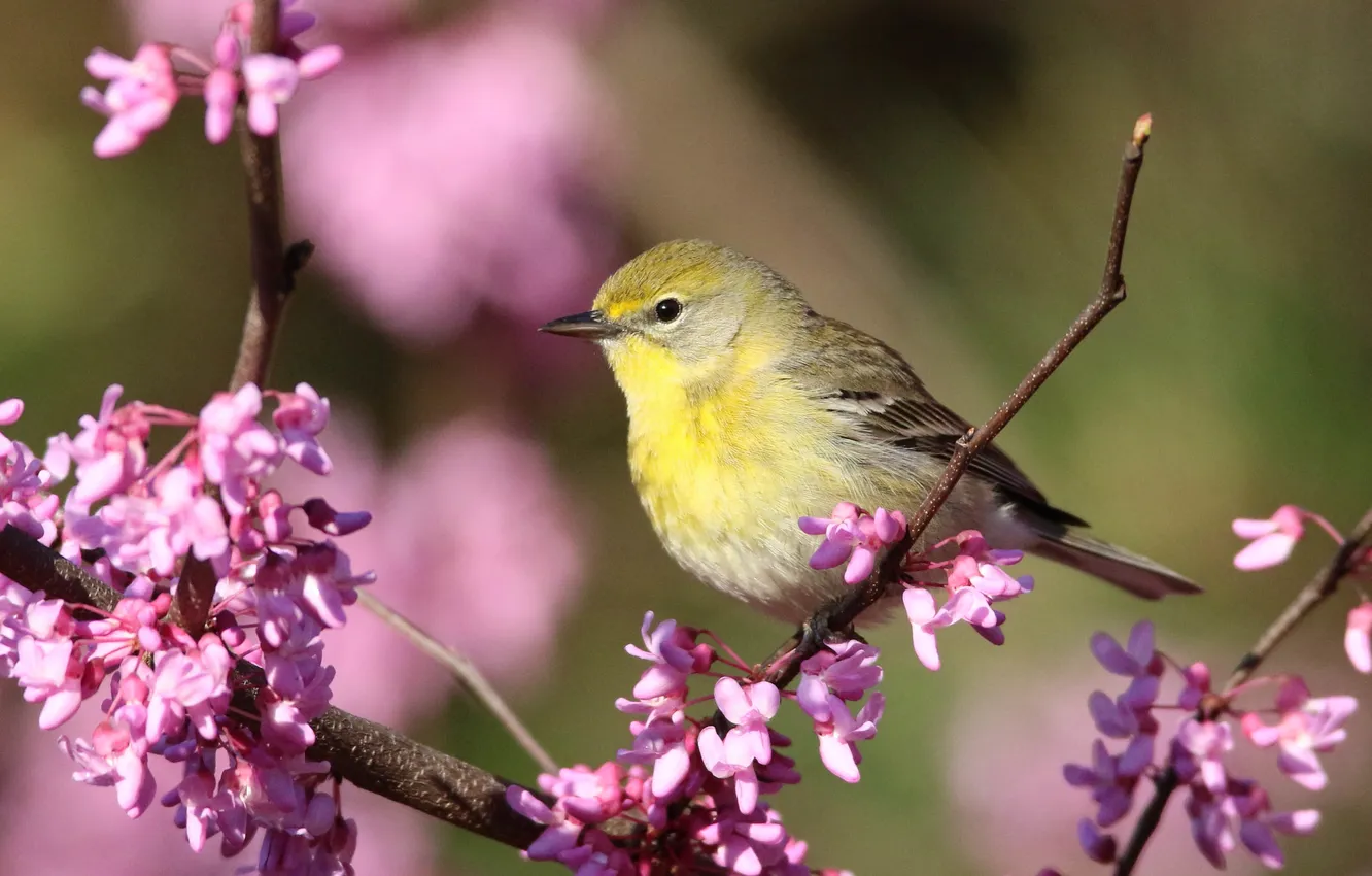 Photo wallpaper flowers, bokeh, bird, flowering, branches, spring