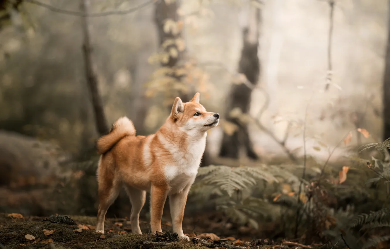 Photo wallpaper forest, dog, Shiba inu