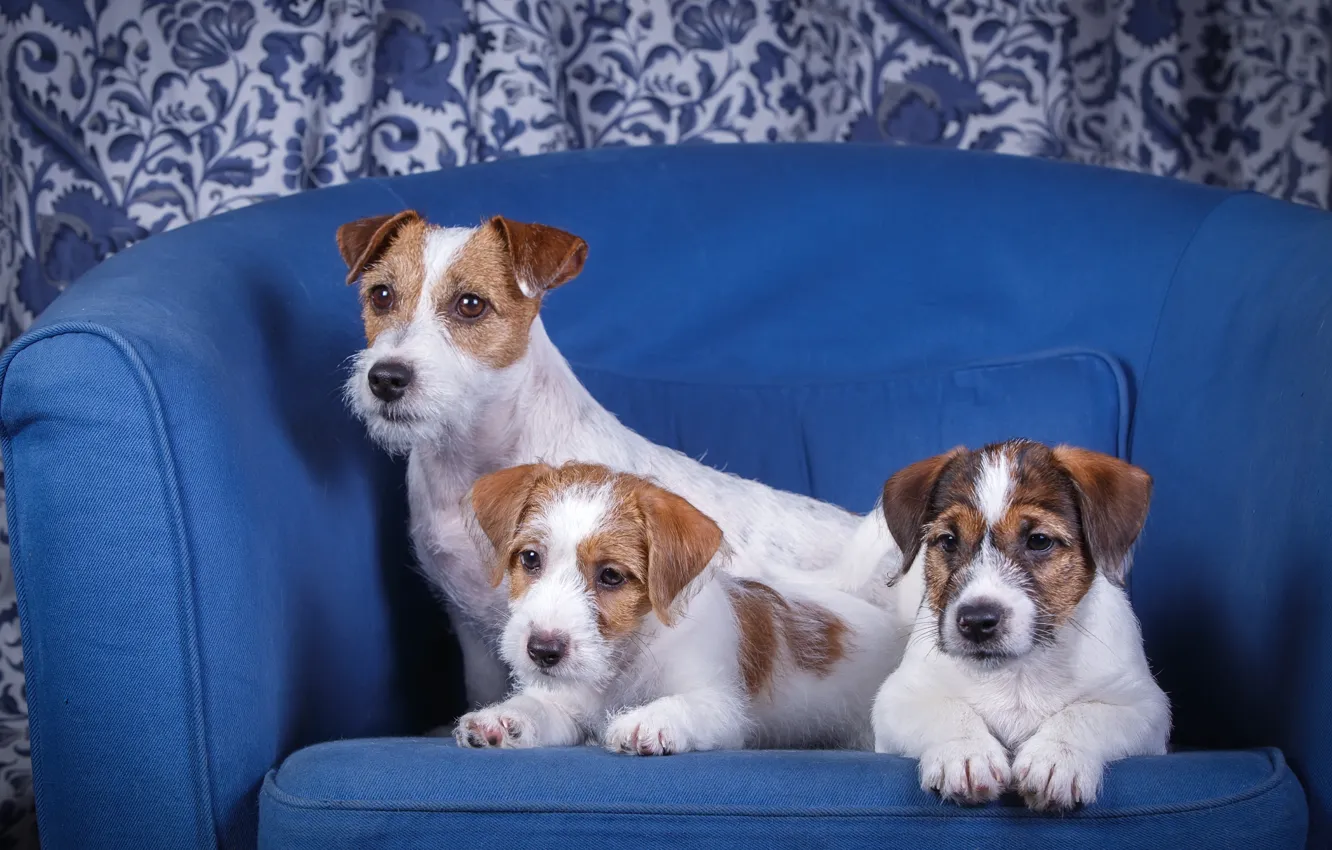 Photo wallpaper chair, puppies, trio, the Sealyham Terrier
