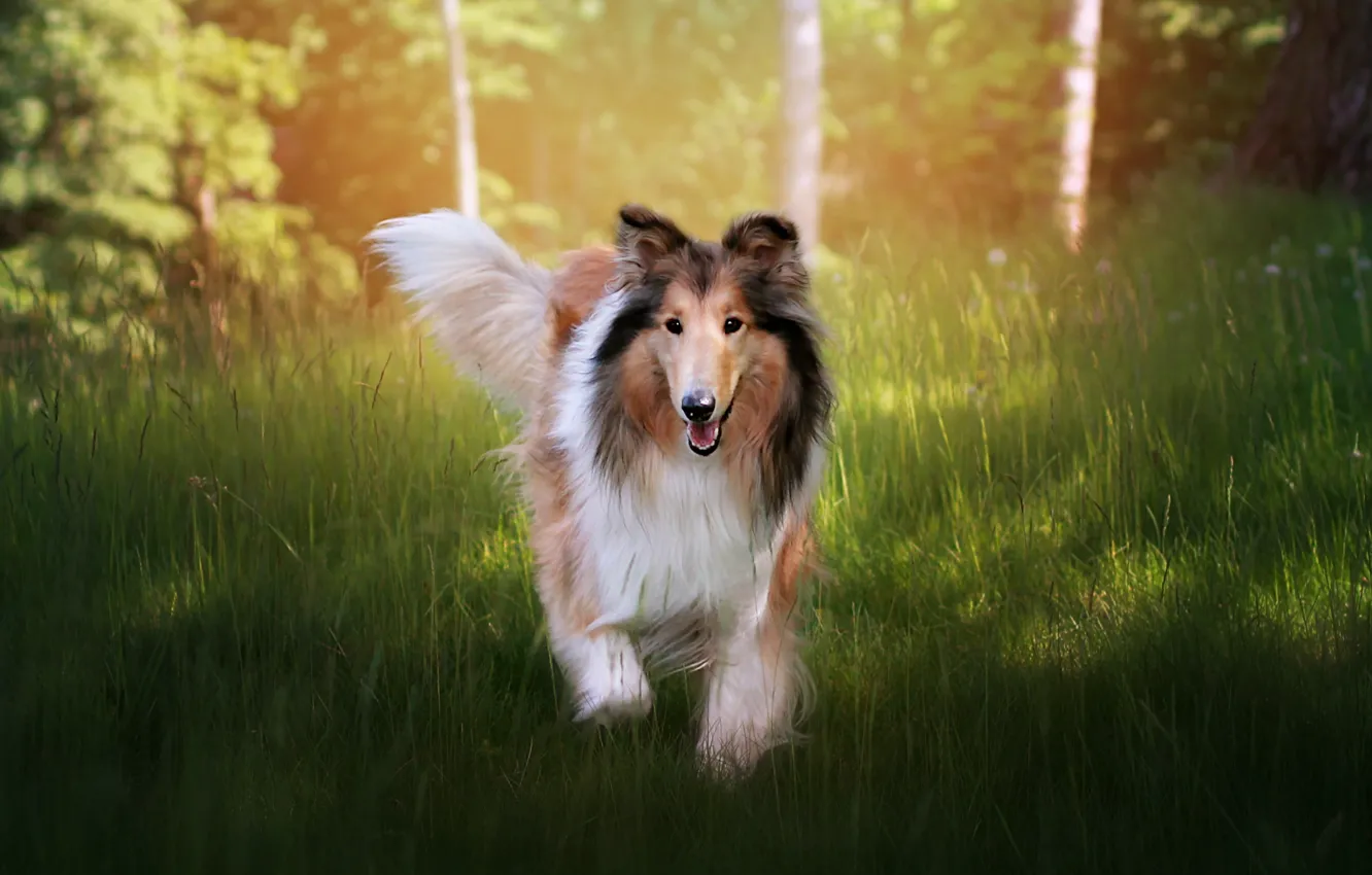 Photo wallpaper look, nature, dog, face, collie, sheltie