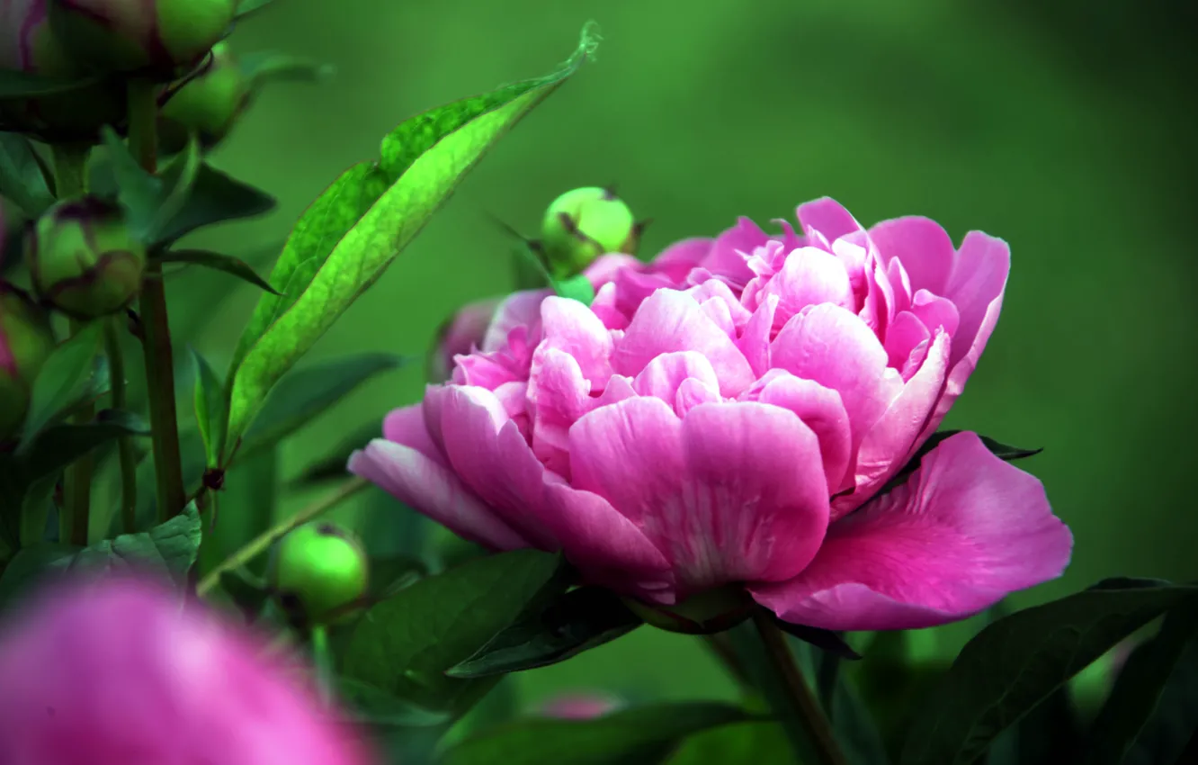 Photo wallpaper leaves, macro, flowers, pink, green background, bokeh, peonies