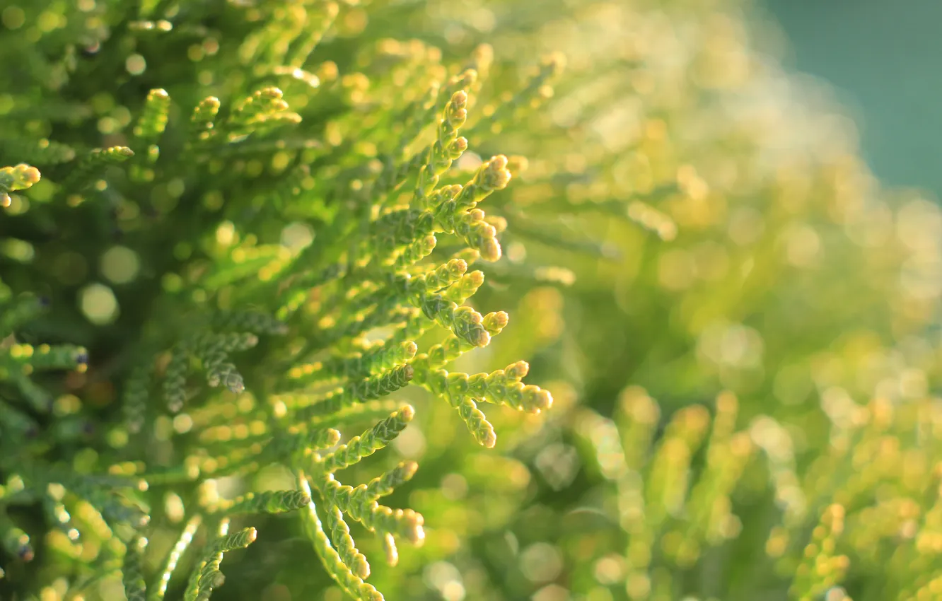 Photo wallpaper green, plant, twig, thuya