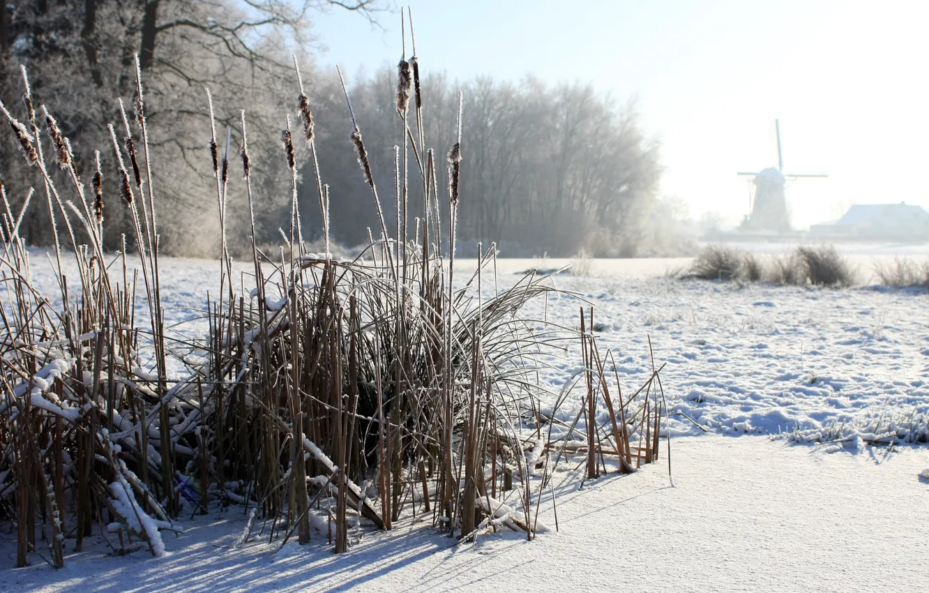 Photo wallpaper winter, fog, morning, reed