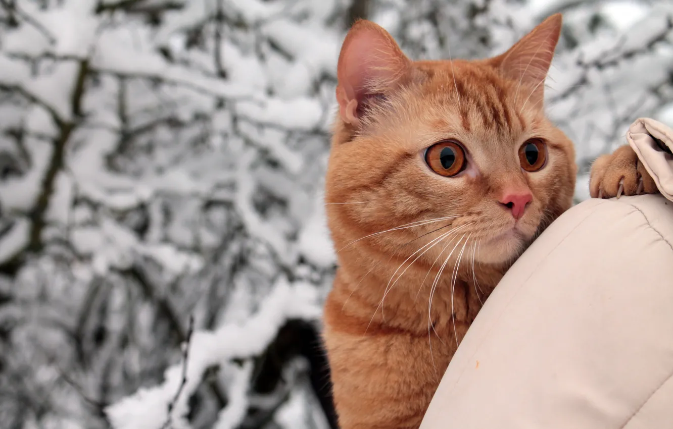 Photo wallpaper winter, cat, cat, look, snow, trees, branches, nature