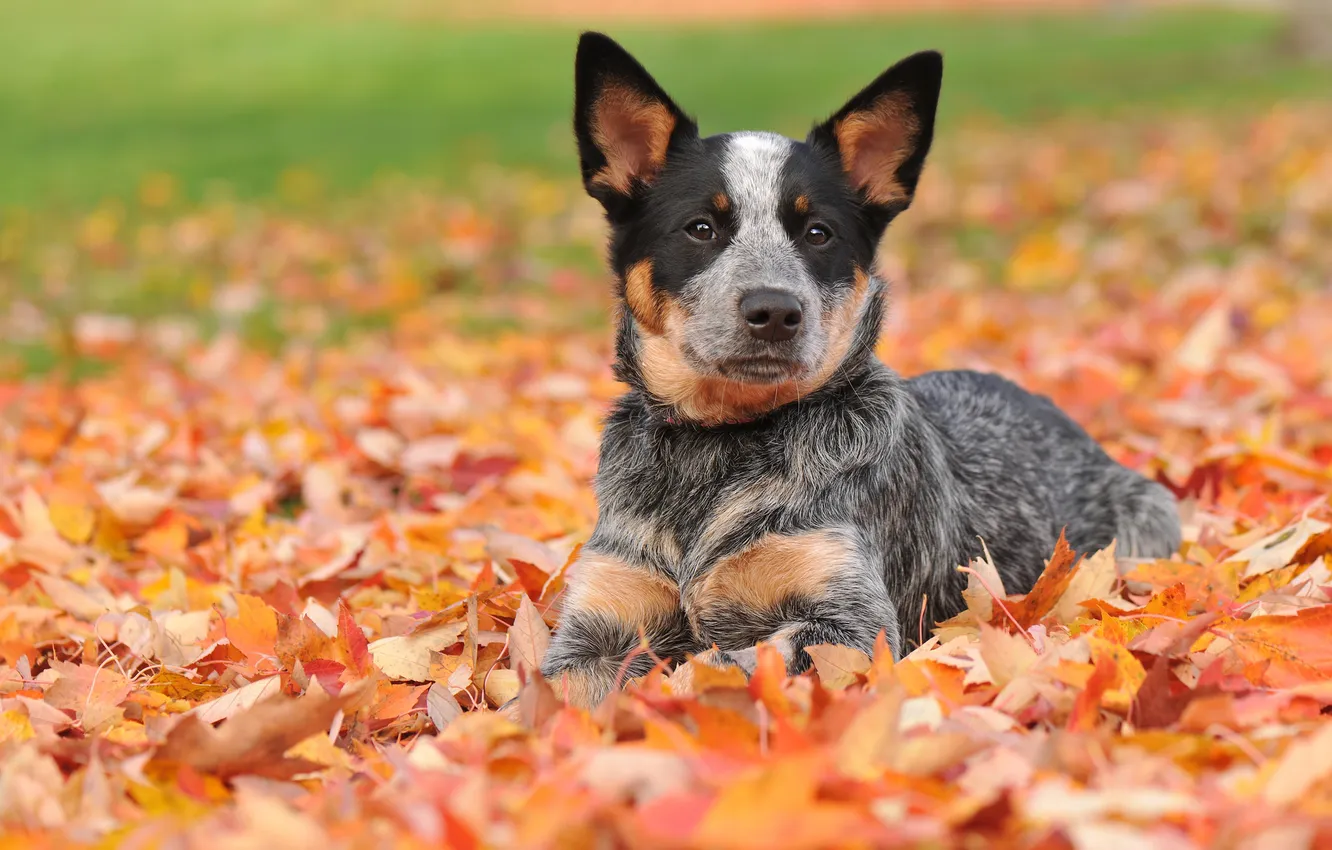 Photo wallpaper autumn, leaves, Australian cattle dog, Australian Heeler