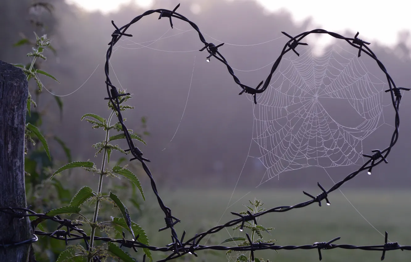 Photo wallpaper void, drops, love, nature, metal, fog, Rosa, background