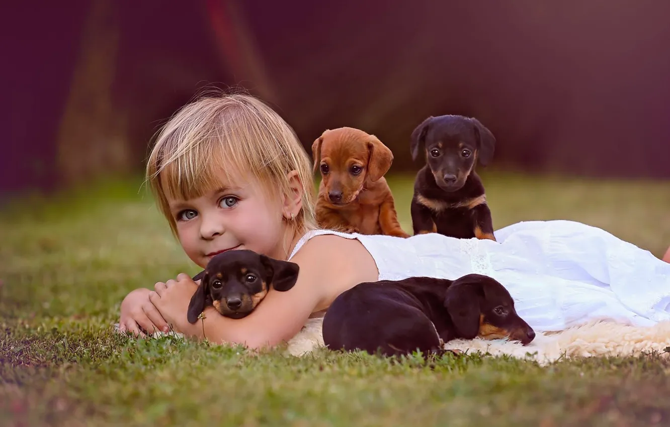Photo wallpaper dogs, look, mood, puppies, girl, friends