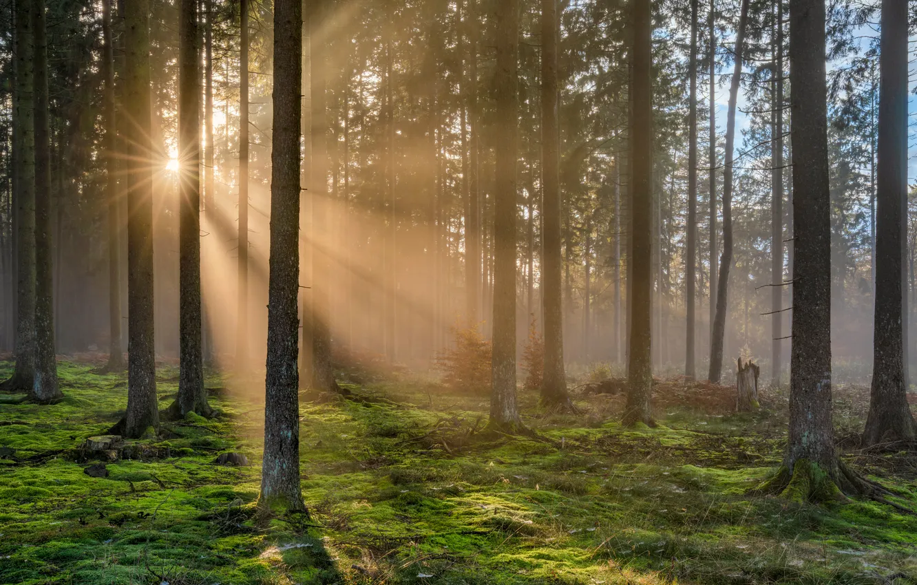 Photo wallpaper forest, moss, Germany, rays of light, Rhineland-Palatinate