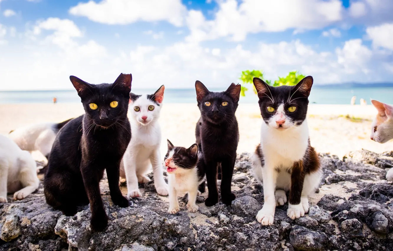 Photo wallpaper cat, kitty, family