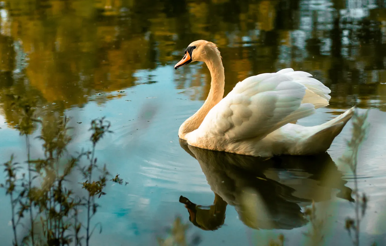 Photo wallpaper autumn, white, water, light, reflection, bird, swans, pond