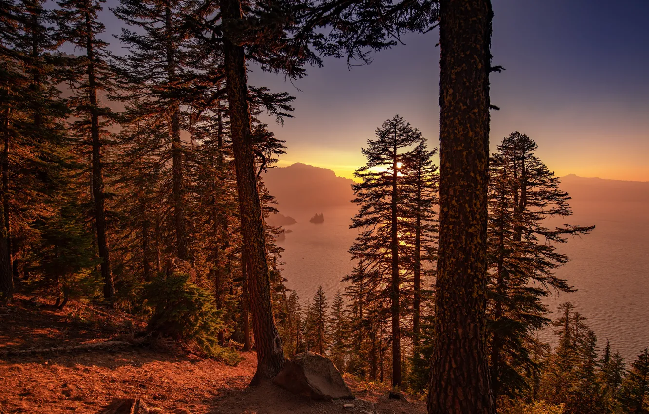 Photo wallpaper forest, the sky, light, trees, sunset, mountains, branches, fog