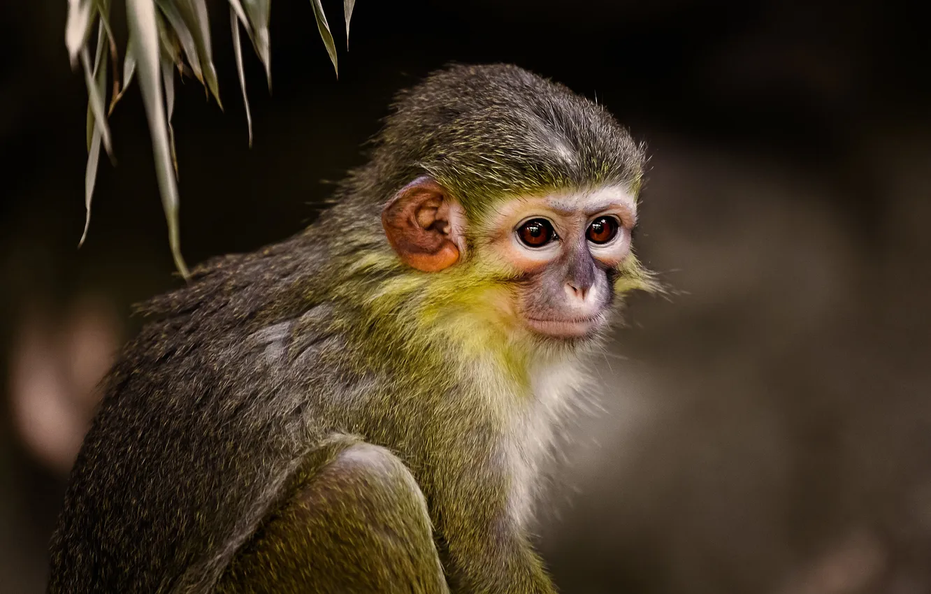 Photo wallpaper look, the dark background, portrait, monkey, cub, face, sitting, monkey
