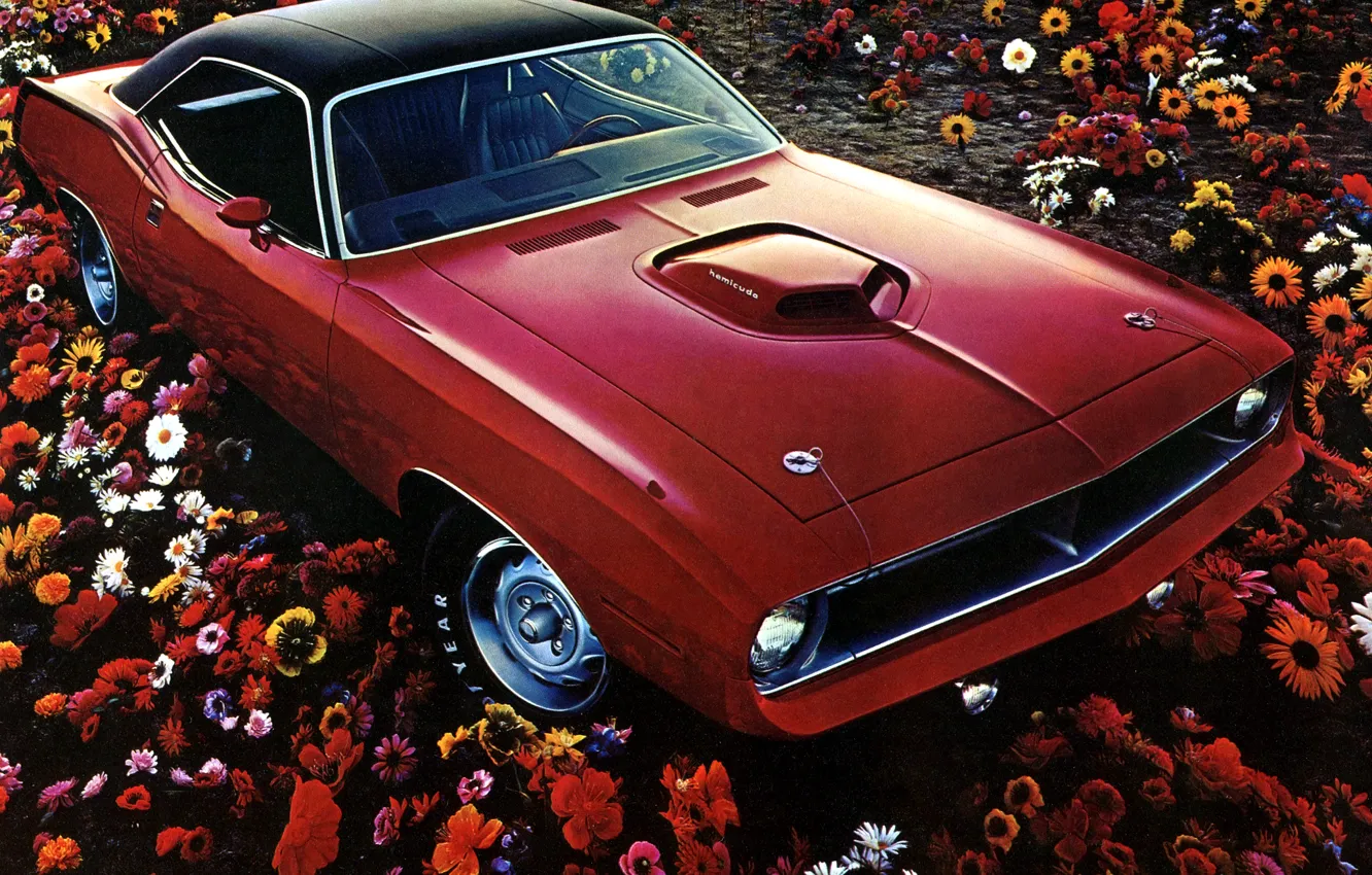 Photo wallpaper field, flowers, red, 1970, Plymouth, Plymouth, Muscle Car, Hemi CUDA