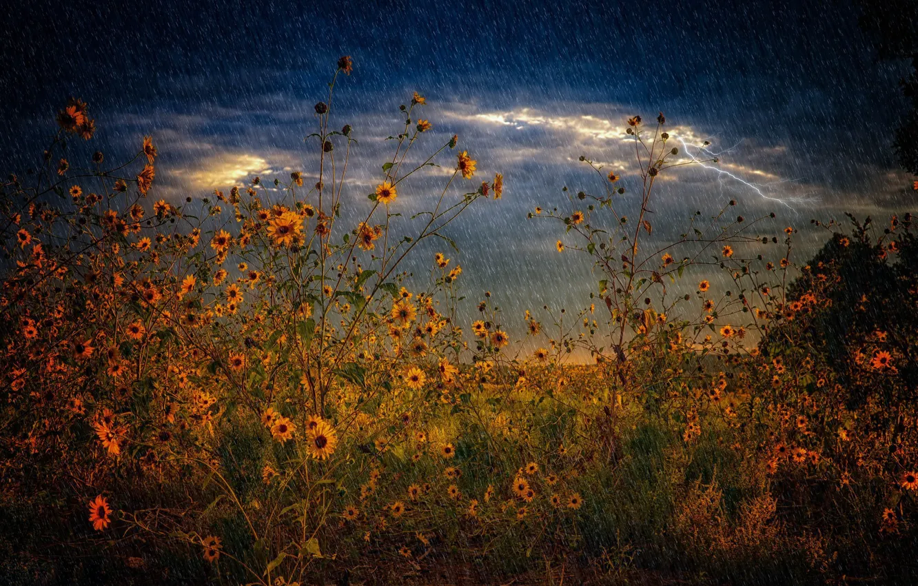 Photo wallpaper the storm, field, summer, rain