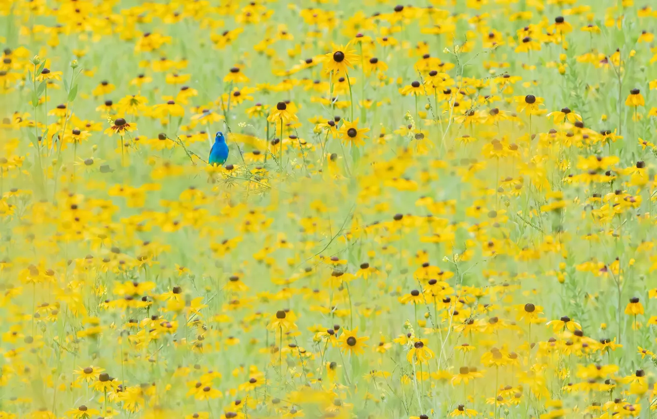 Photo wallpaper field, summer, flowers, bird