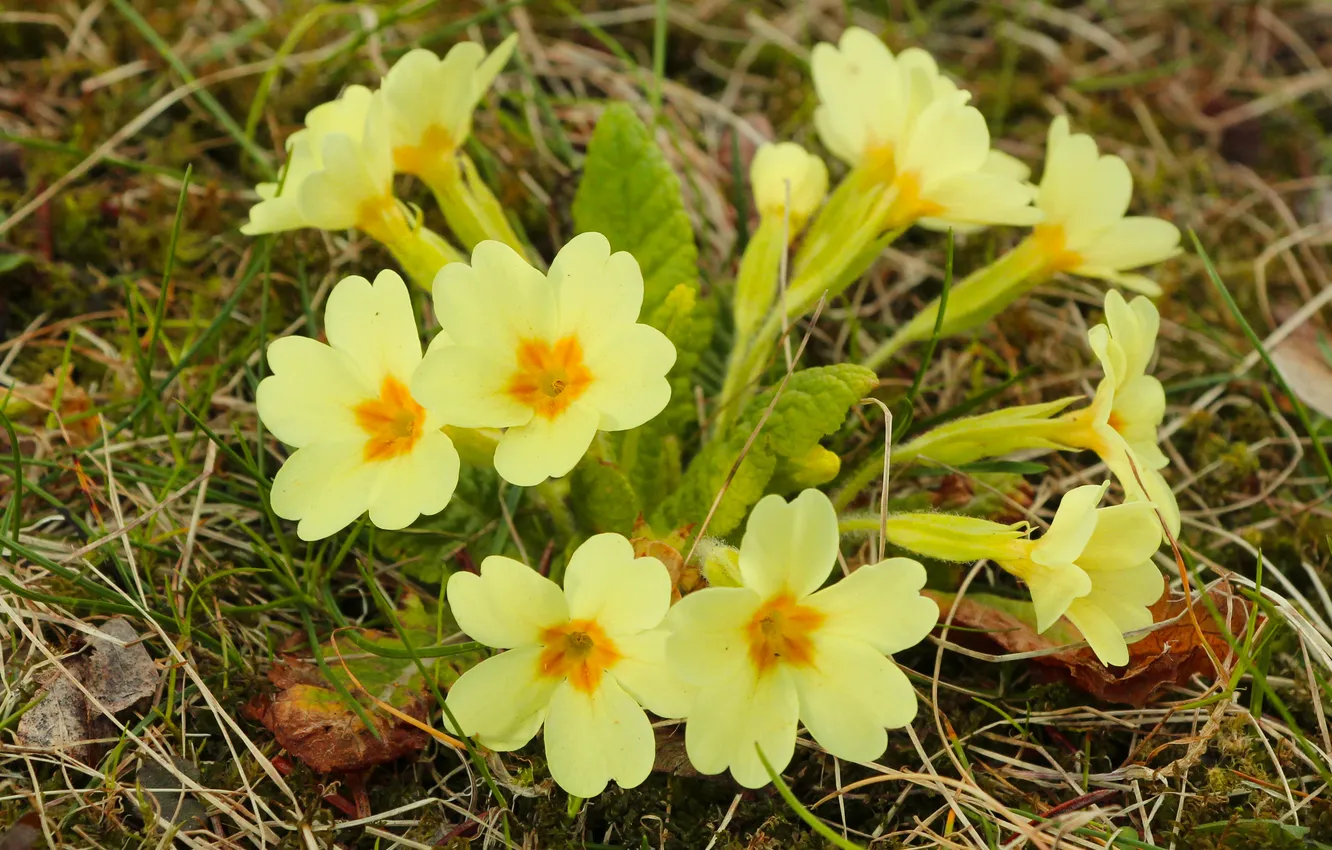 Photo wallpaper spring, primroses, blooming