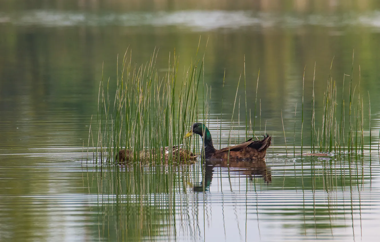 Photo wallpaper nature, lake, bird, photohunt