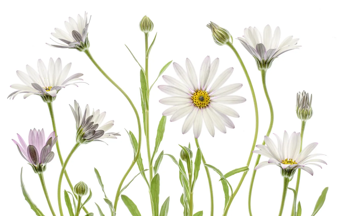 Photo wallpaper leaves, nature, chamomile, petals, stem