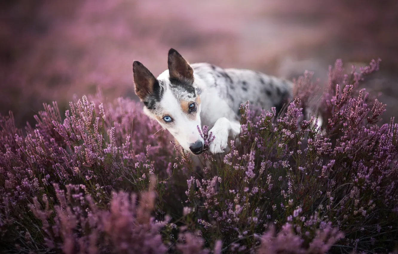 Photo wallpaper look, face, flowers, nature, pose, glade, dog, pink