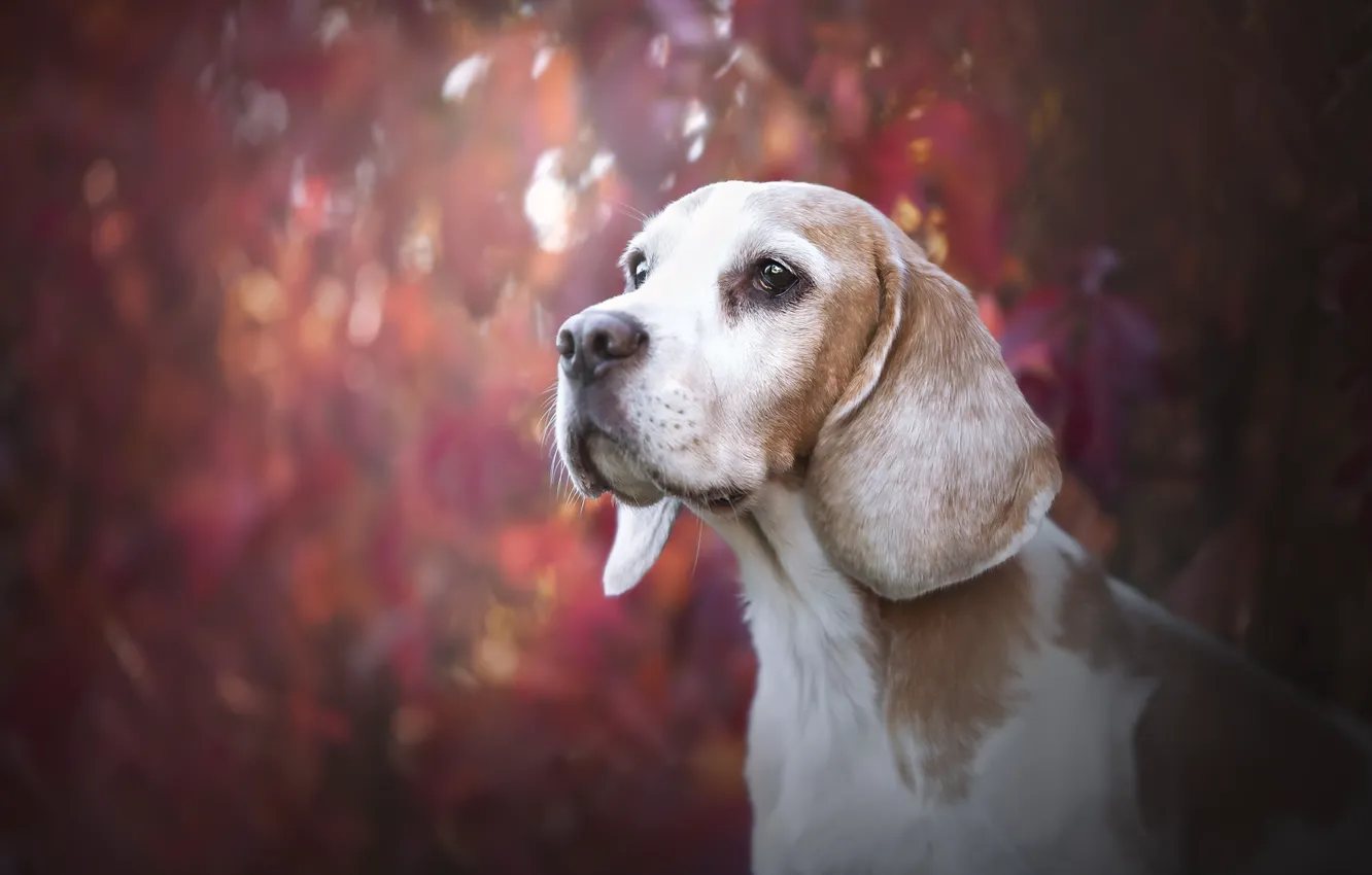 Photo wallpaper look, each, dog