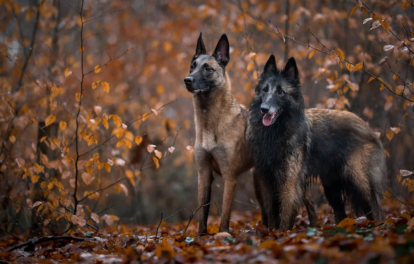 Photo wallpaper autumn, forest, dogs, branches, foliage, two, pair, a couple