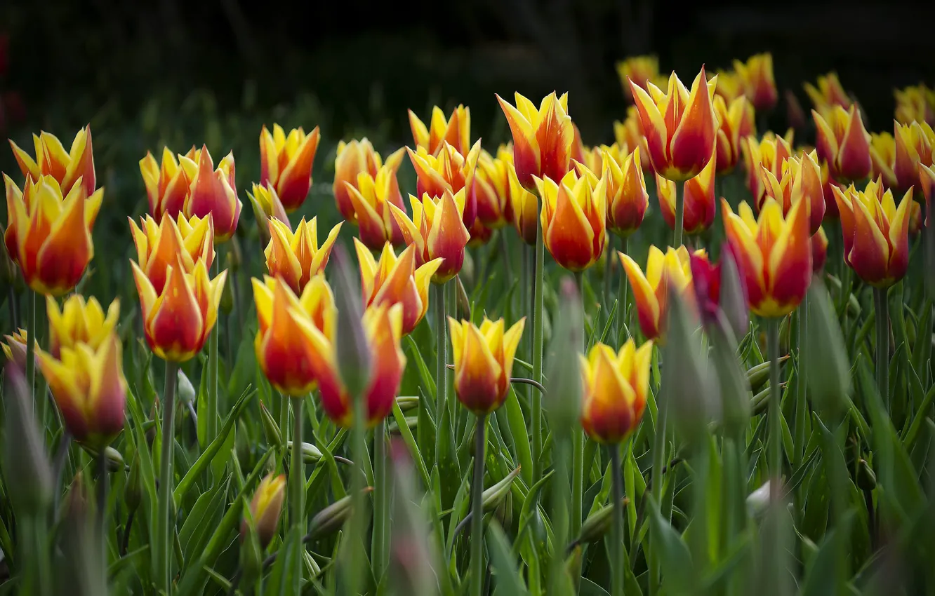 Photo wallpaper tulips, flowerbed, red-yellow